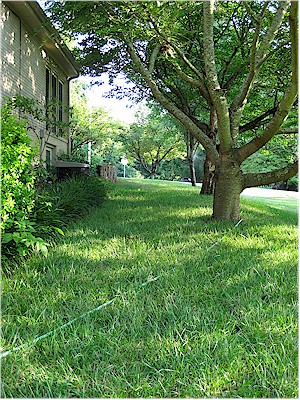 Grass